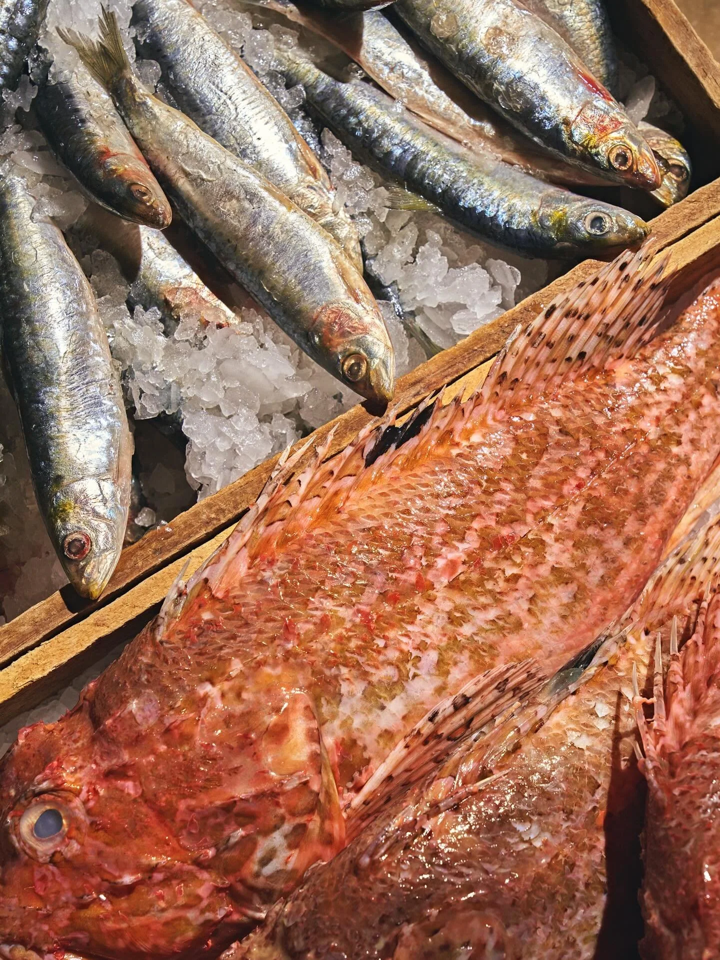 Pristine seafood, thoughtfully sourced and delicately prepared, forms the foundation of our fish market program. A celebration of freshness, seasonality, and coastal elegance, curated daily at AVA Coconut Grove. #AVAMediterrAegean | #AVACoconutGrove 