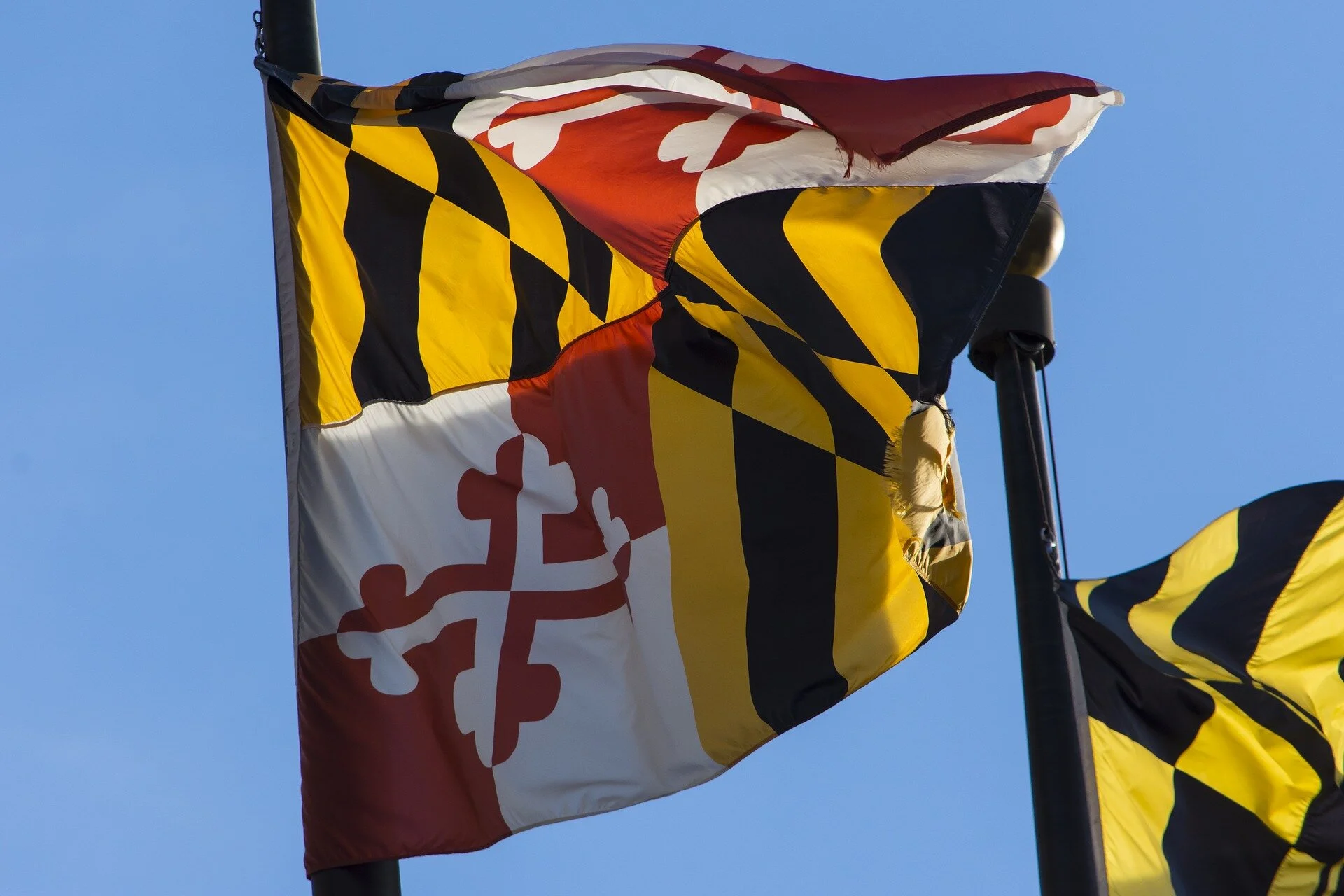 Laurel.jpg