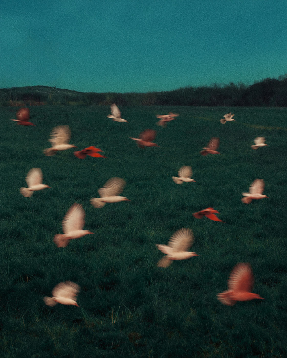 imeto_birds.png