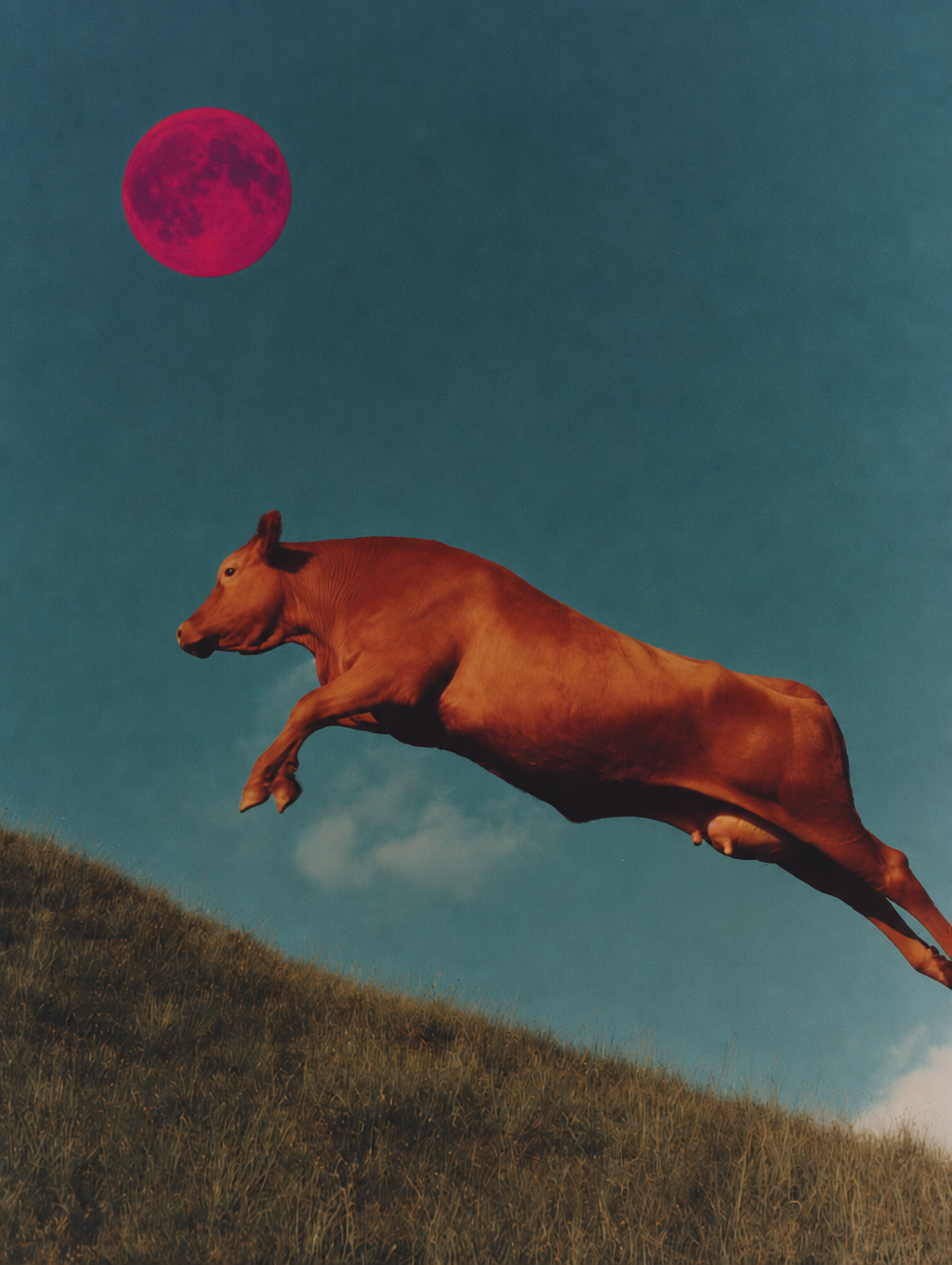 imeto_cow.png