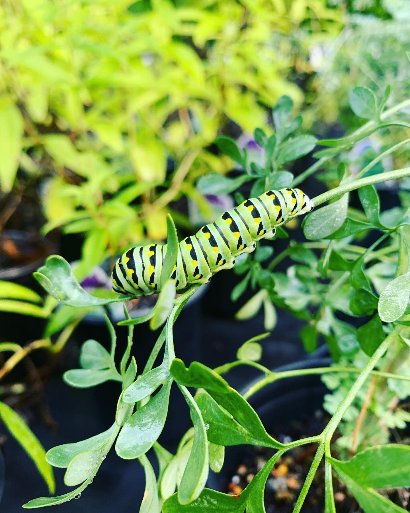 Found this fella munching on some rue this morning! Can anyone guess what kind of caterpillar he is?