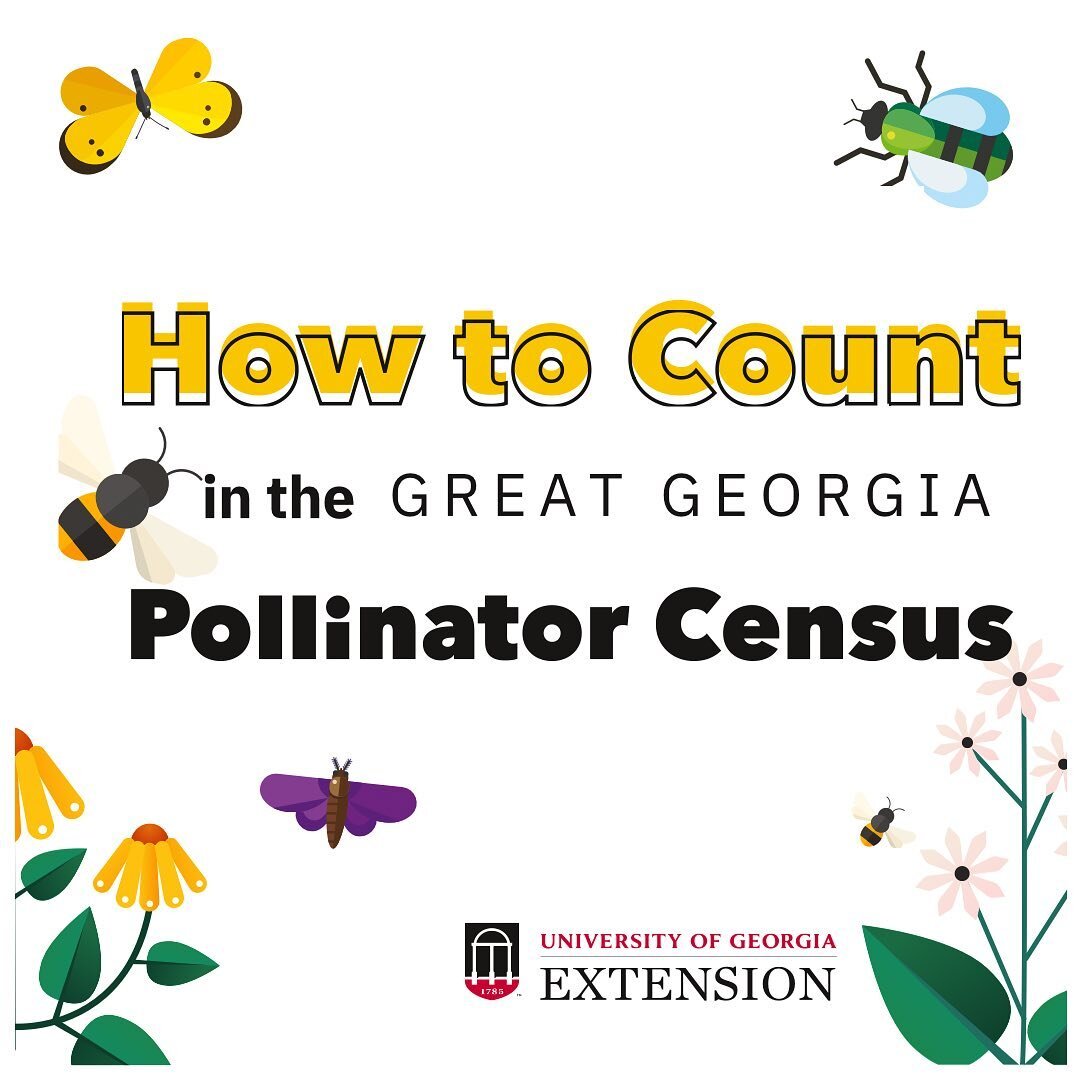 The countdown is ON: the @gapollinators Great Georgia Pollinator Census is just ten days away! Head over to our link in bio and tap POLLINATOR CENSUS HOW-TO for a quick video tutorial! 

#everydayfarmandgarden #savethebees #pollinators #butterfly #be