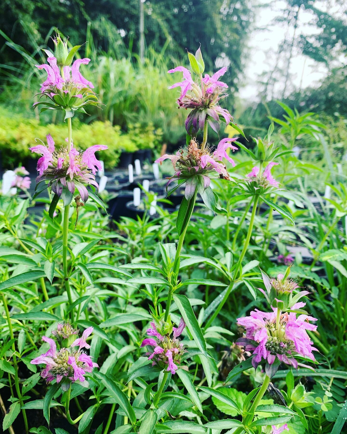 Bee balm giving those summer vibes 😍 Check out our current availability @ link in bio // PLANTS 

#everydayfarmandgarden #beebalm #nativeplants #perennialgarden #pollinatorgarden #pollinators