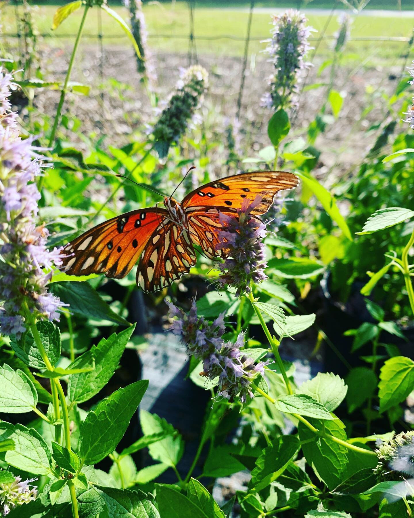 FOUR days until the #gapollinatorcensus! It just takes 15 minutes to count pollinators in your garden or yard, then upload your data to the Georgia Pollinator Census website. Tap the link in bio // POLLINATOR CENSUS COUNT SHEET to download your pdf! 