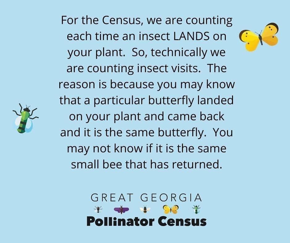 Today is the day! Post your results and tag us if you participate today or tomorrow! #everydayfarmandgarden #greatgapollinatorcensus