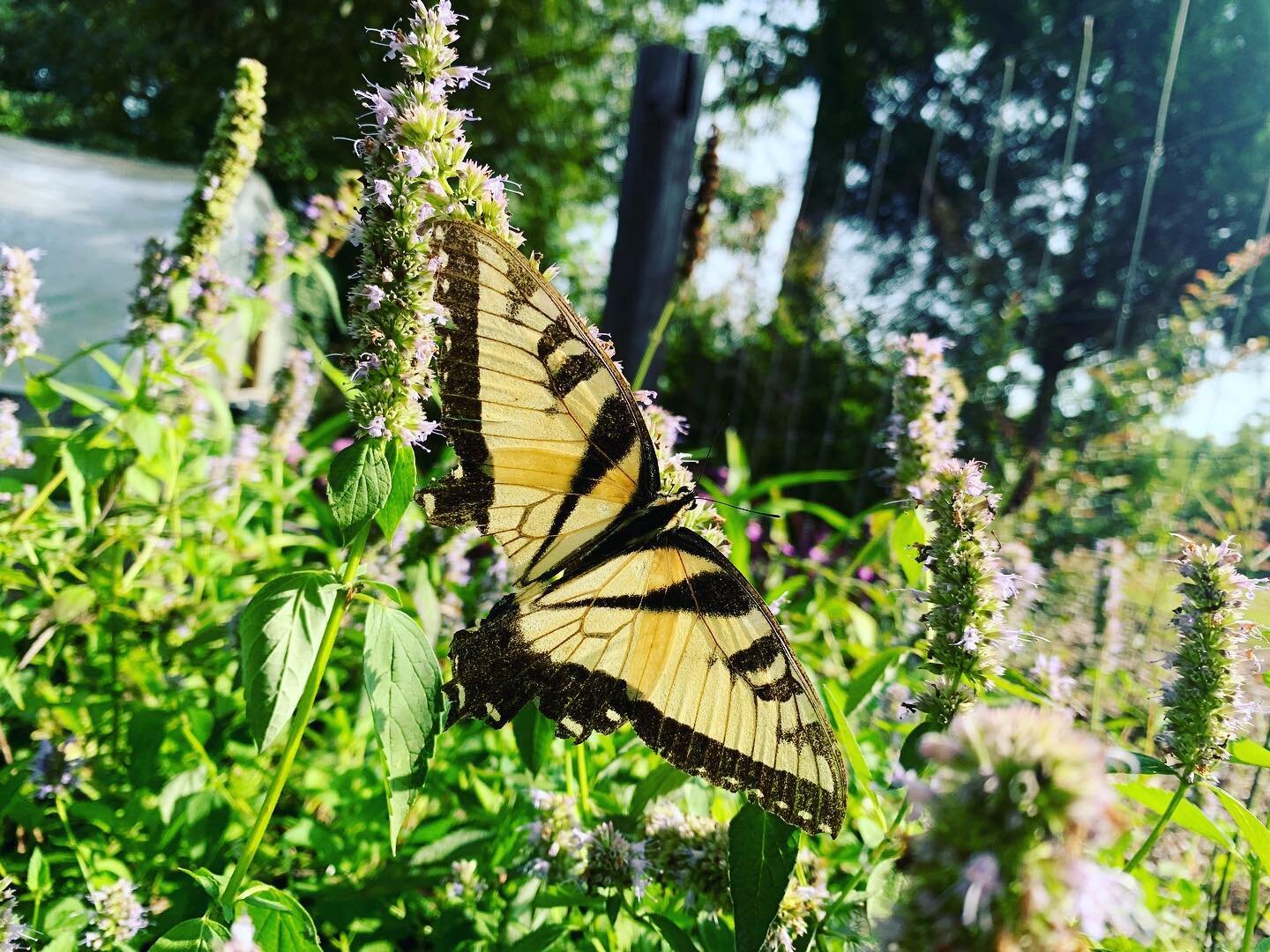 Who counted #pollinators this weekend? 👋🏼 Drop a comment below! 

Be sure to shop with us in #Perry Tuesday- Friday this week&hellip; we will be closed on Saturday, August 28th.