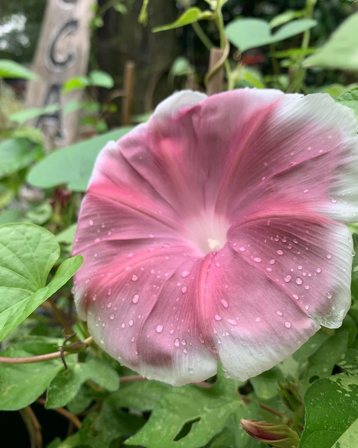 Good Monday morning 🌞 Check out what&rsquo;s fresh in the nursery @ link in bio // PLANTS #everydayfarmandgarden 

#chocolatemorningglory #shopsmall #locallygrown