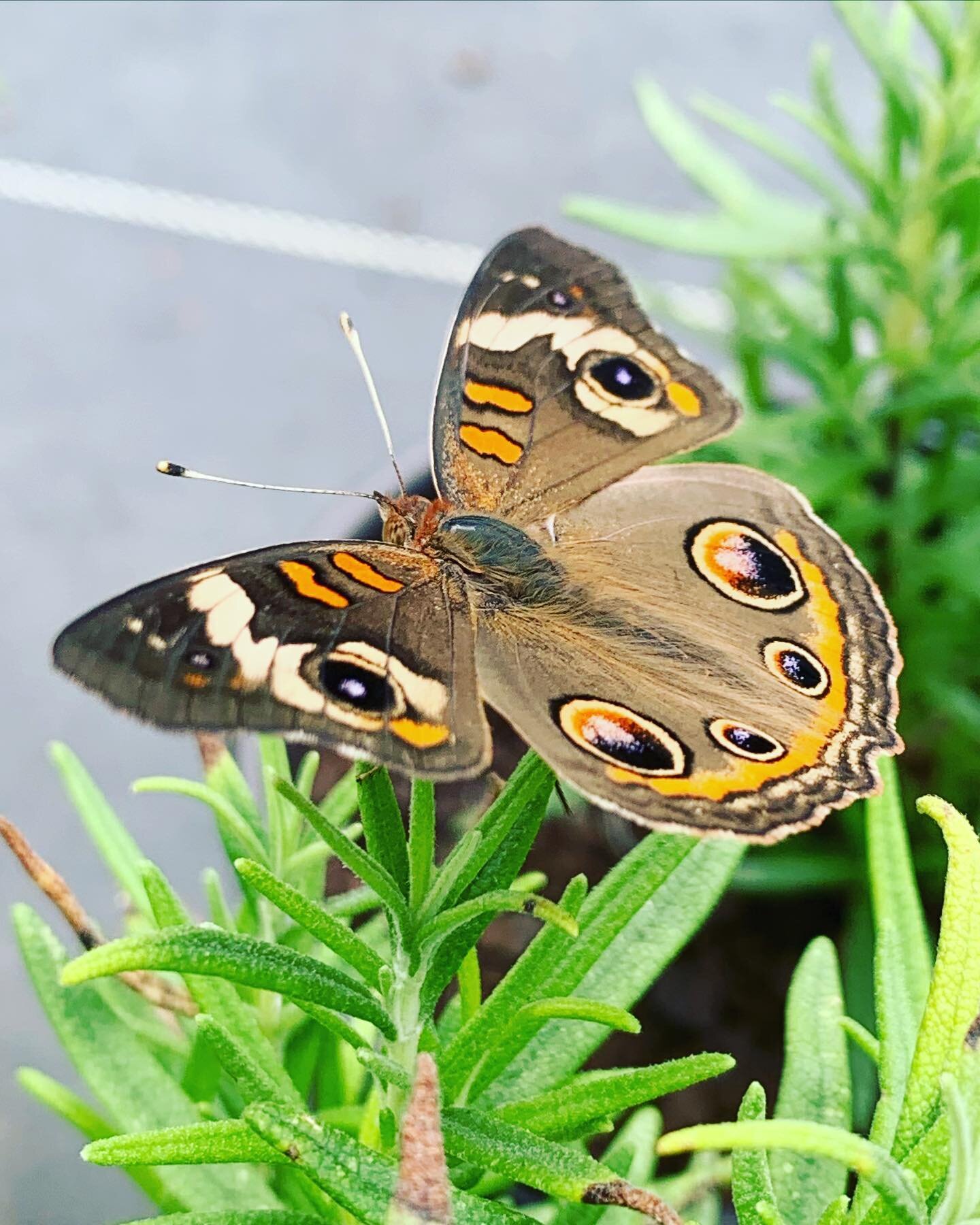 If those wings aren&rsquo;t giving you #fall inspiration then I&rsquo;m not sure what will&hellip; except maybe our upcoming seasonal workshops! Check us out @ link in bio // EVENTS, including fall pollinator gardens and container classes! 🍂🍁

#eve