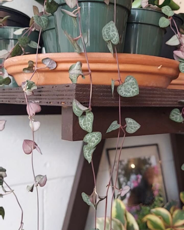 String of Hearts have arrived in store today! These unique plants are actually a succulent, and their care is fairly simple. Water them when the first two to three inches of topsoil is dry to the touch. Another way to tell if your string of hearts ne