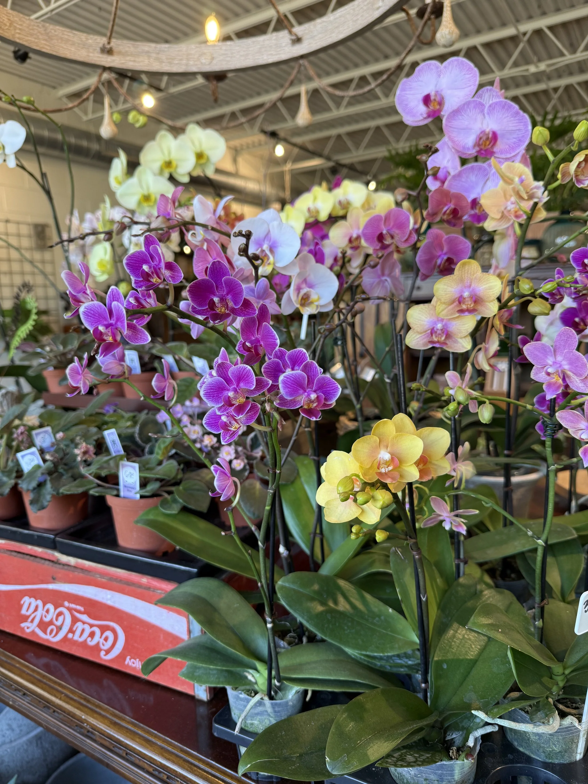 Orchids.jpg