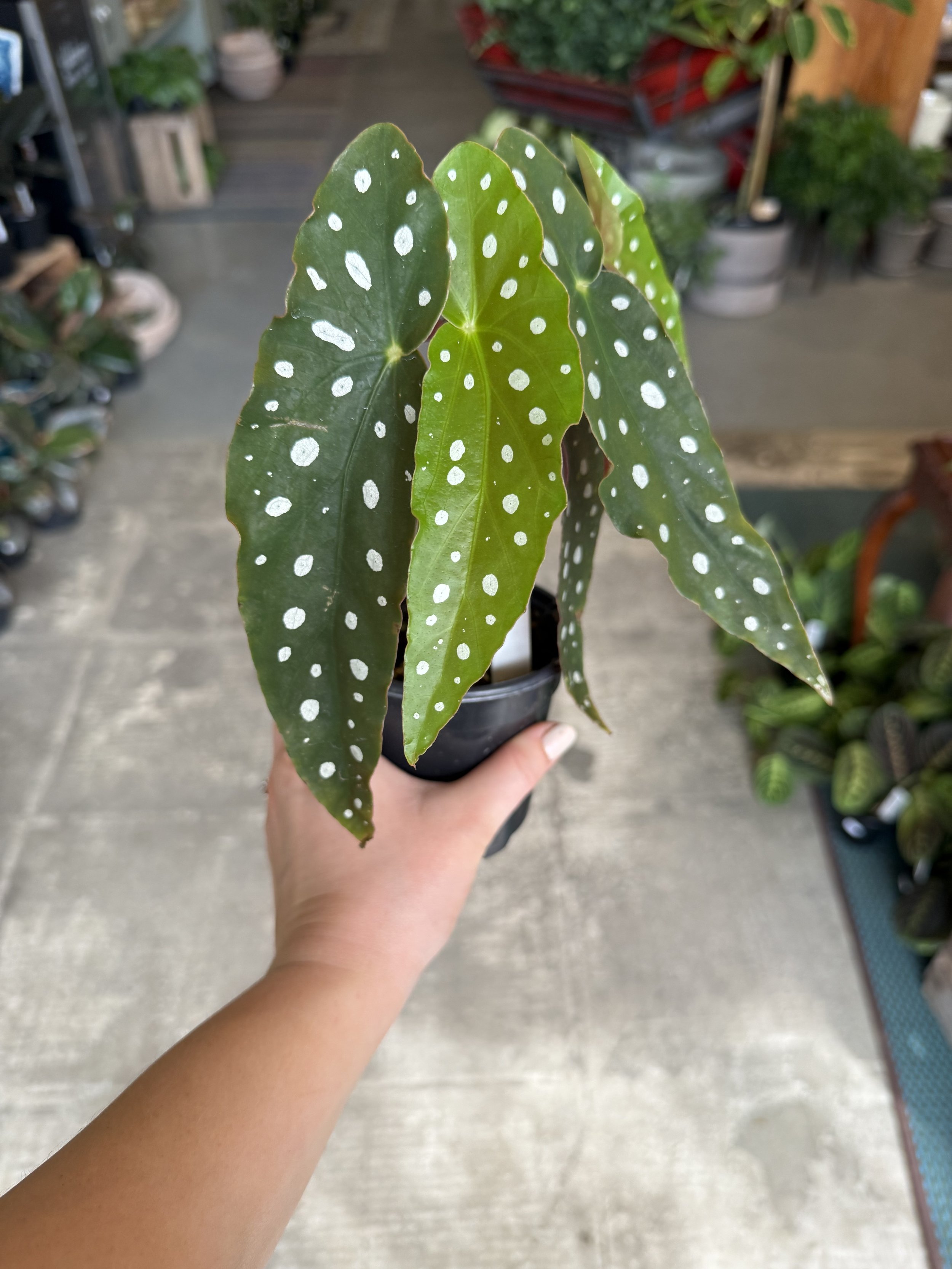 BegoniaMaculata.jpg