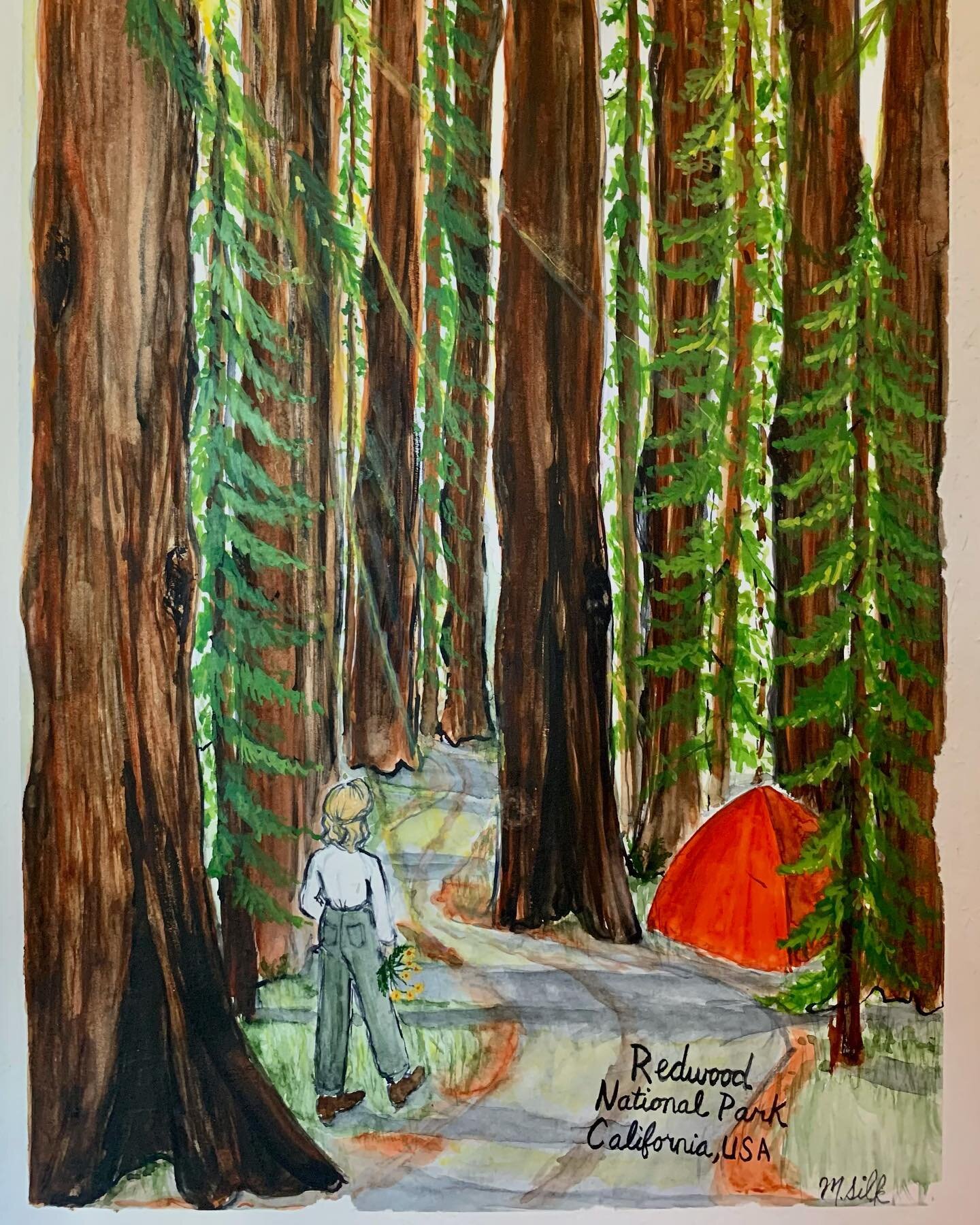 Redwoods National Park ✨ Love drawing the national parks, this is the third one I&rsquo;ve done and all three prints will be available at the next market! #fentonsillustrations #illustration #watercolor #nationalparks #redwoods #redwoodsnationalpark 