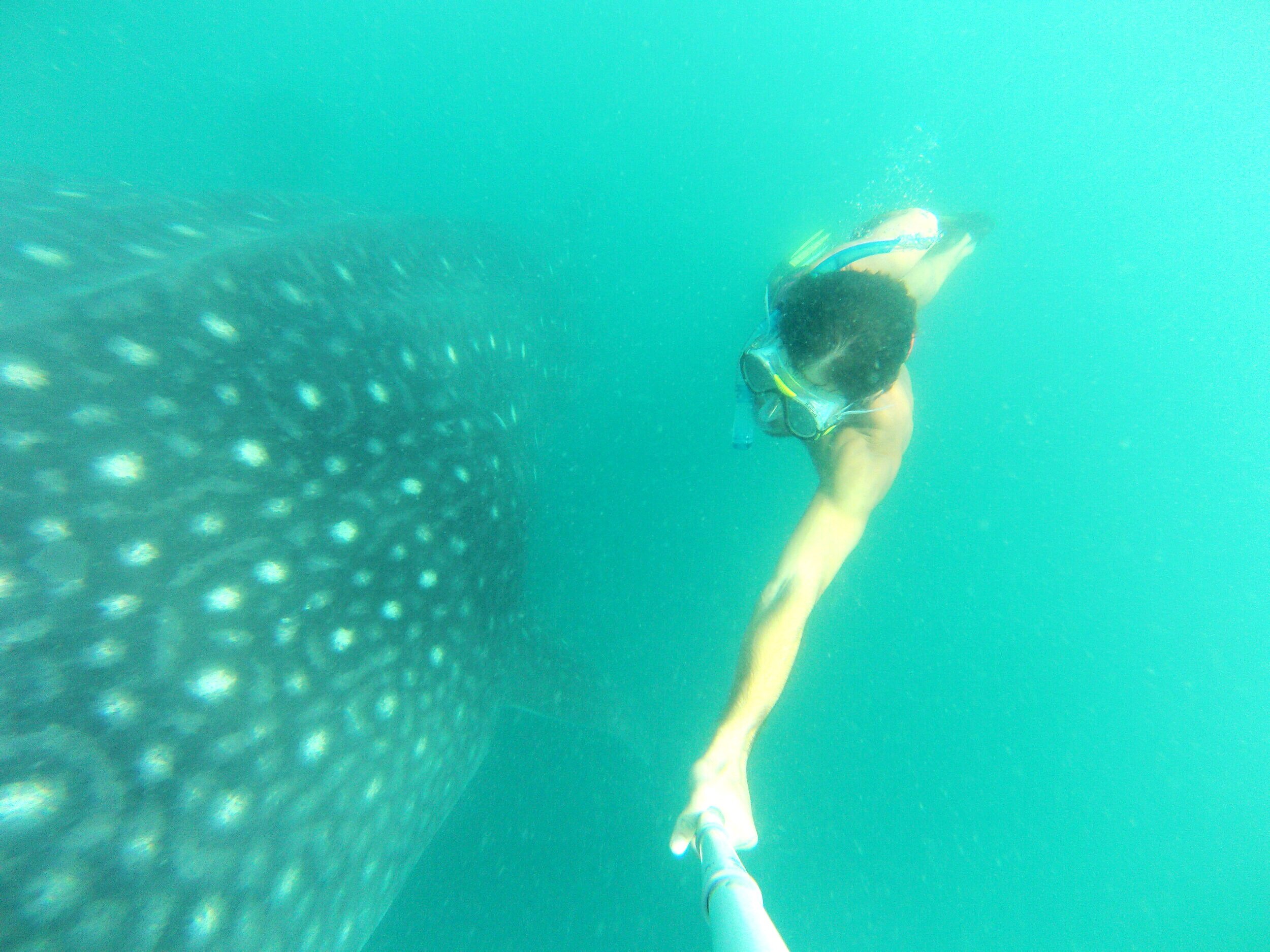 DONSOL, PHILIPPINES - Diving with Whale Sharks
