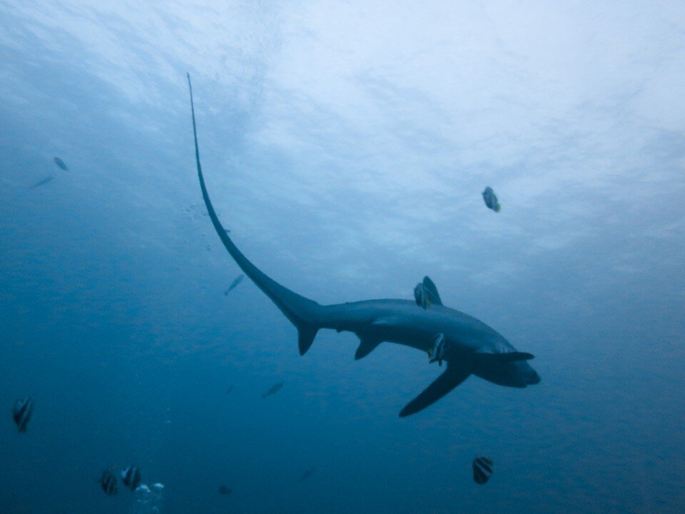 MALAPASCUA, PHILIPPINES - Diving with Thresher sharks (depth ~100 ft)
