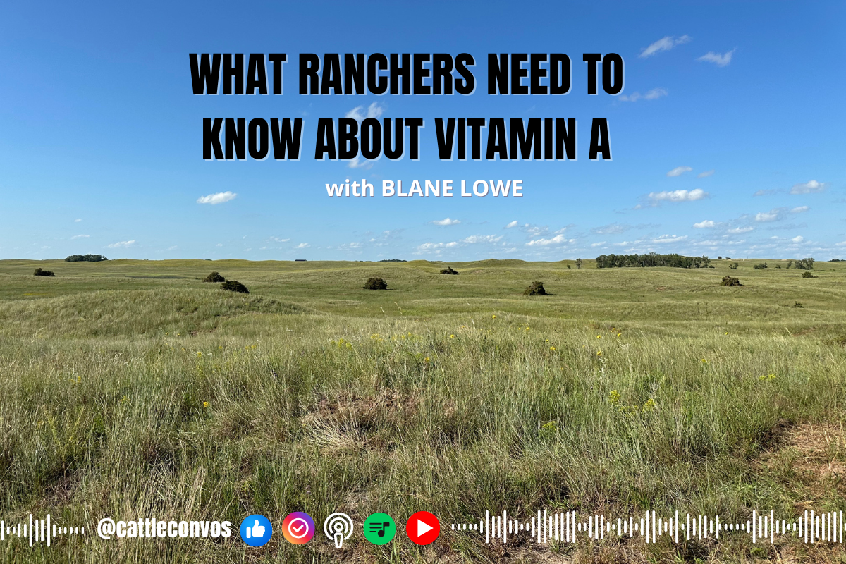 What Ranchers Need to Know About Vitamin A