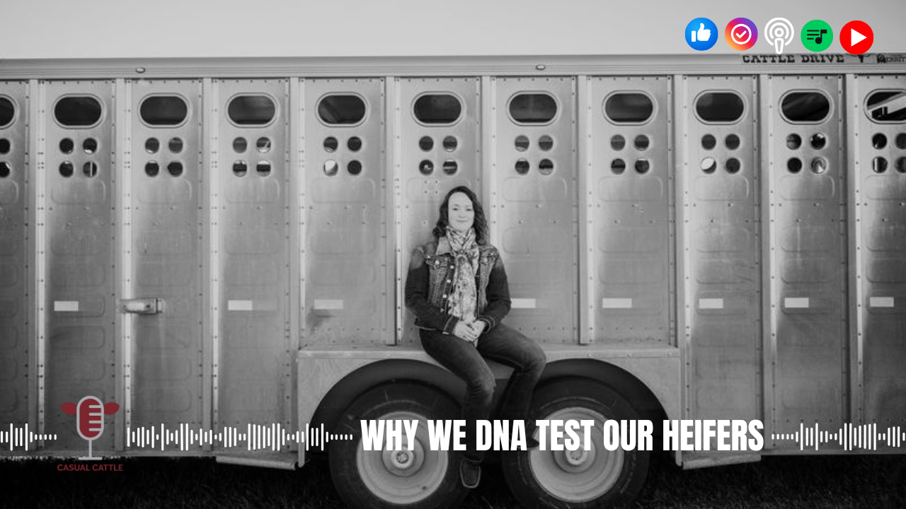 Why We DNA Test Commercial Heifers