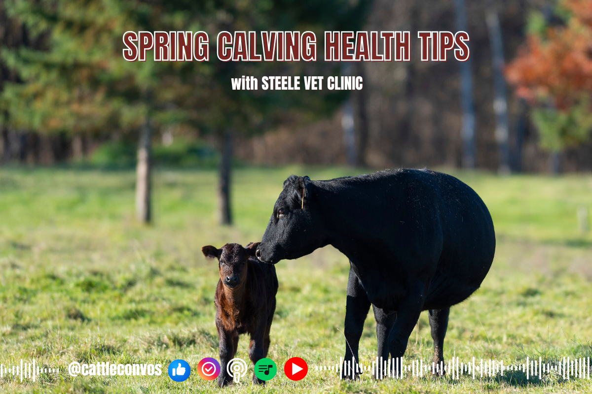 Spring Calving Health Tips