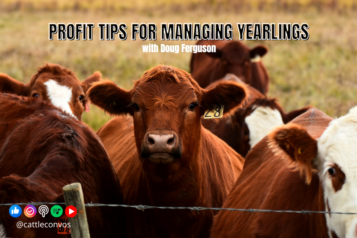 Tips for Profitably Managing Stockers&nbsp;