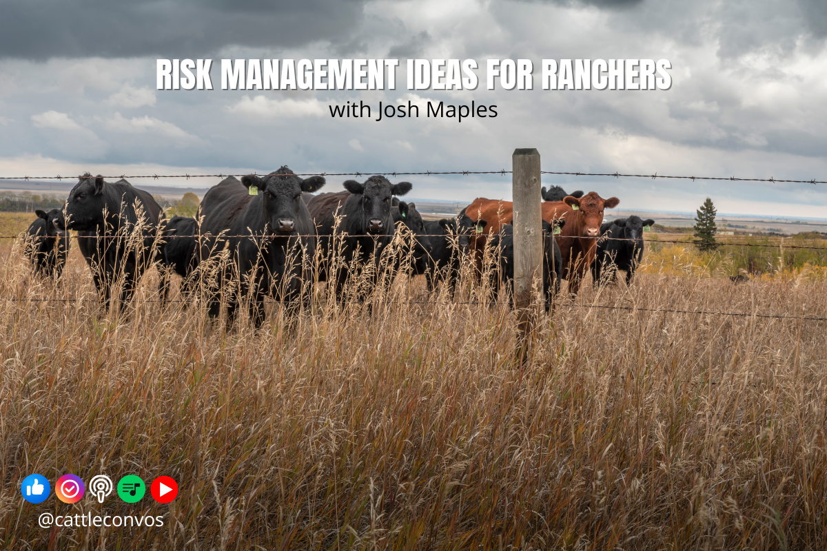 Risk Management Ideas for Ranchers