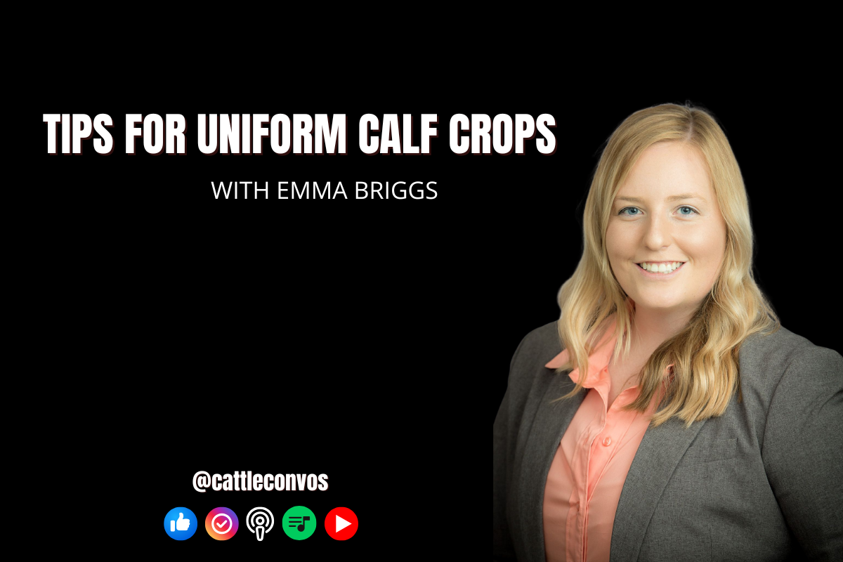 Tips for Creating Uniform Calf Crops&nbsp;