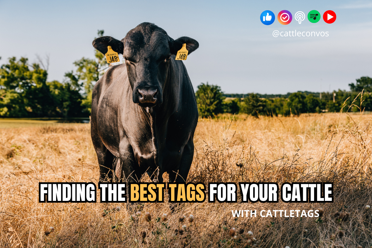 Know Your Options for Tagging Cattle&nbsp;&nbsp;
