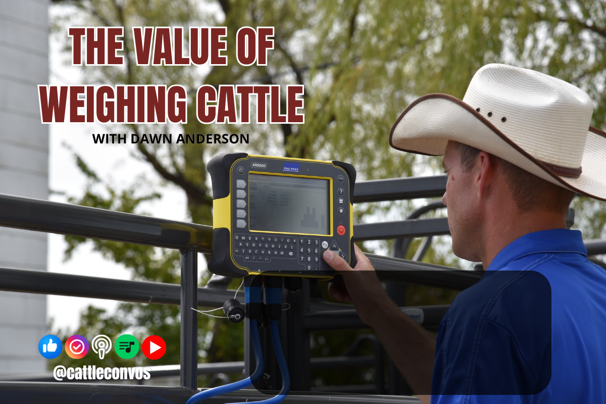 The Value of Weighing Cattle