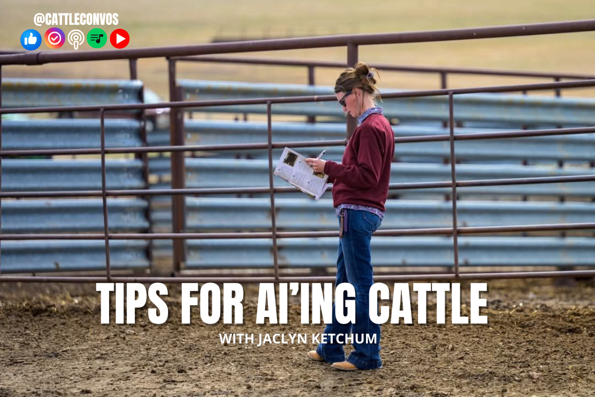 Top Tips for AI'ing Cattle