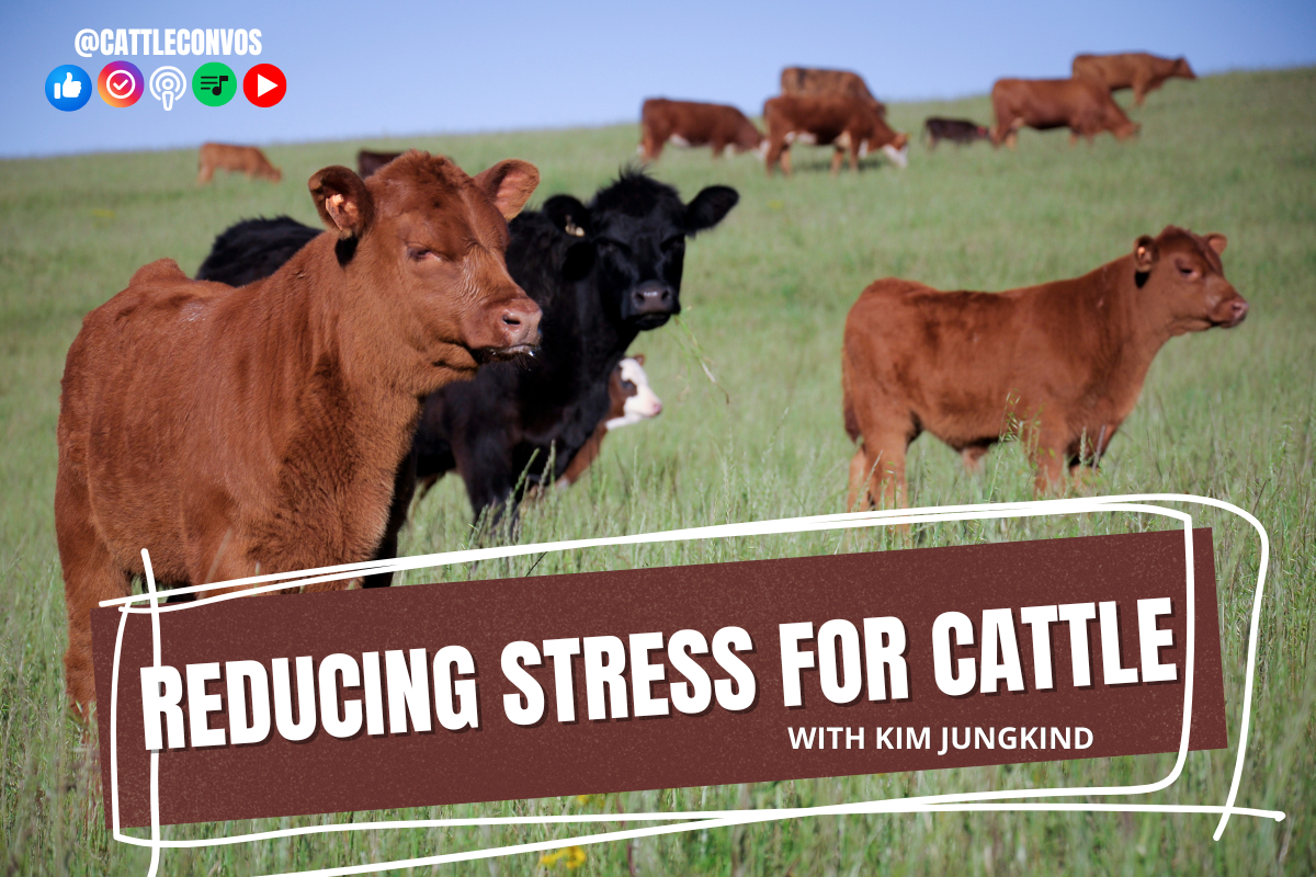 Reducing Stress for Cattle
