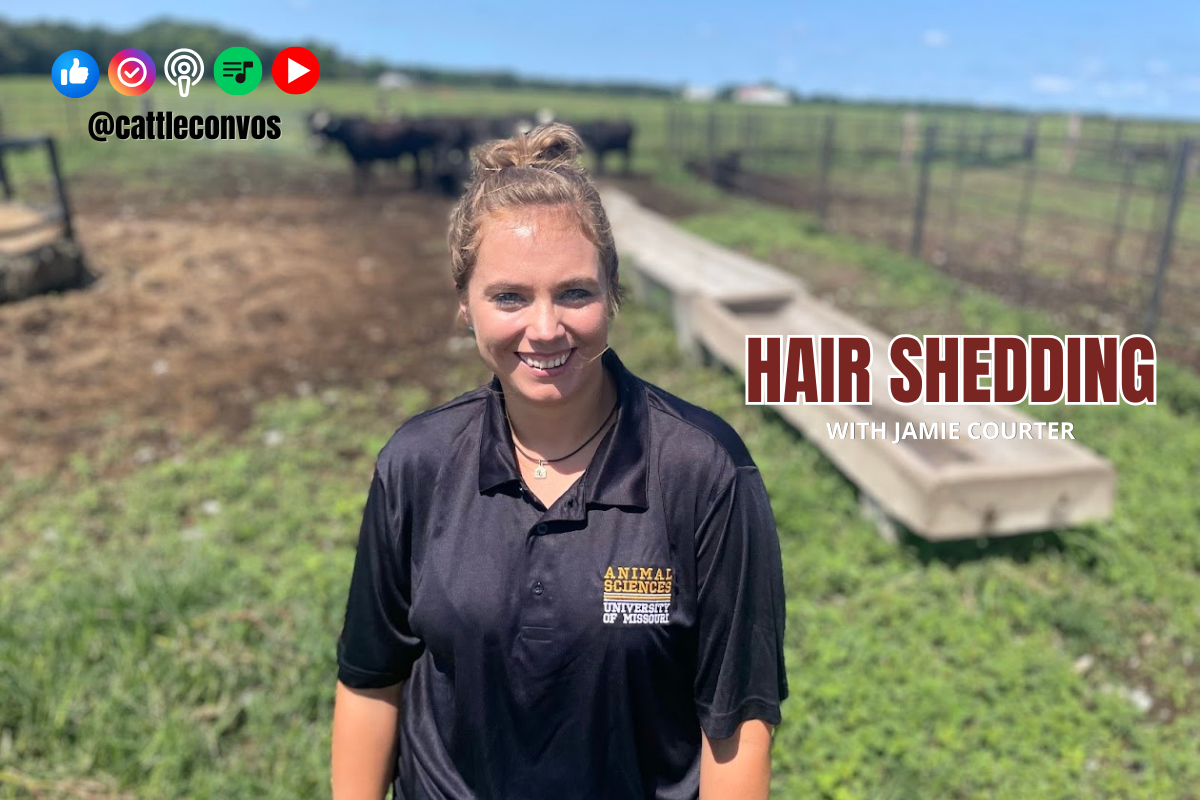 Hair Shedding the Secret to Higher Weaning Weights and Conception Rates