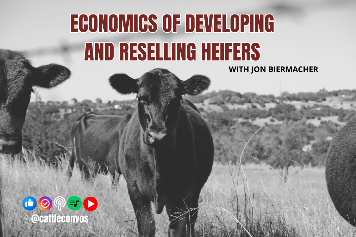 Economics of Developing and Reselling Heifers