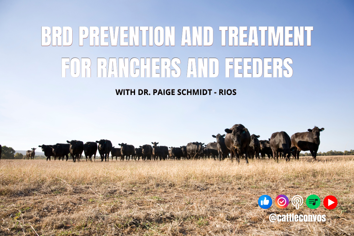 BRD Prevention and Treatement for Ranchers and Feeders