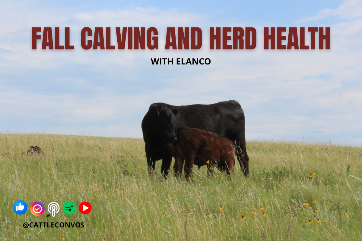 Pros and Cons of Fall-Calving Systems with Dr. Robin Falkner&nbsp;