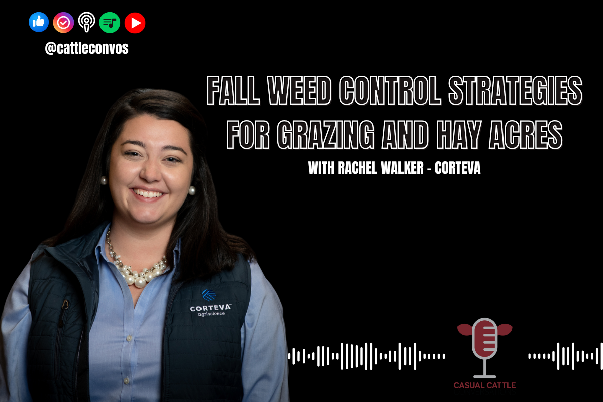Fall Weed Control Strategies for Grazing and Hay Acres