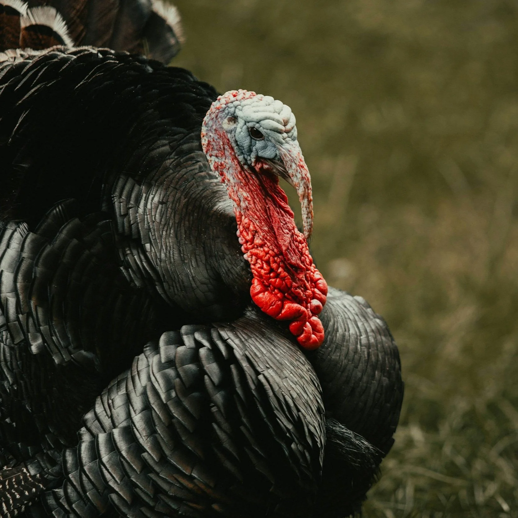 Closed for Thanksgiving