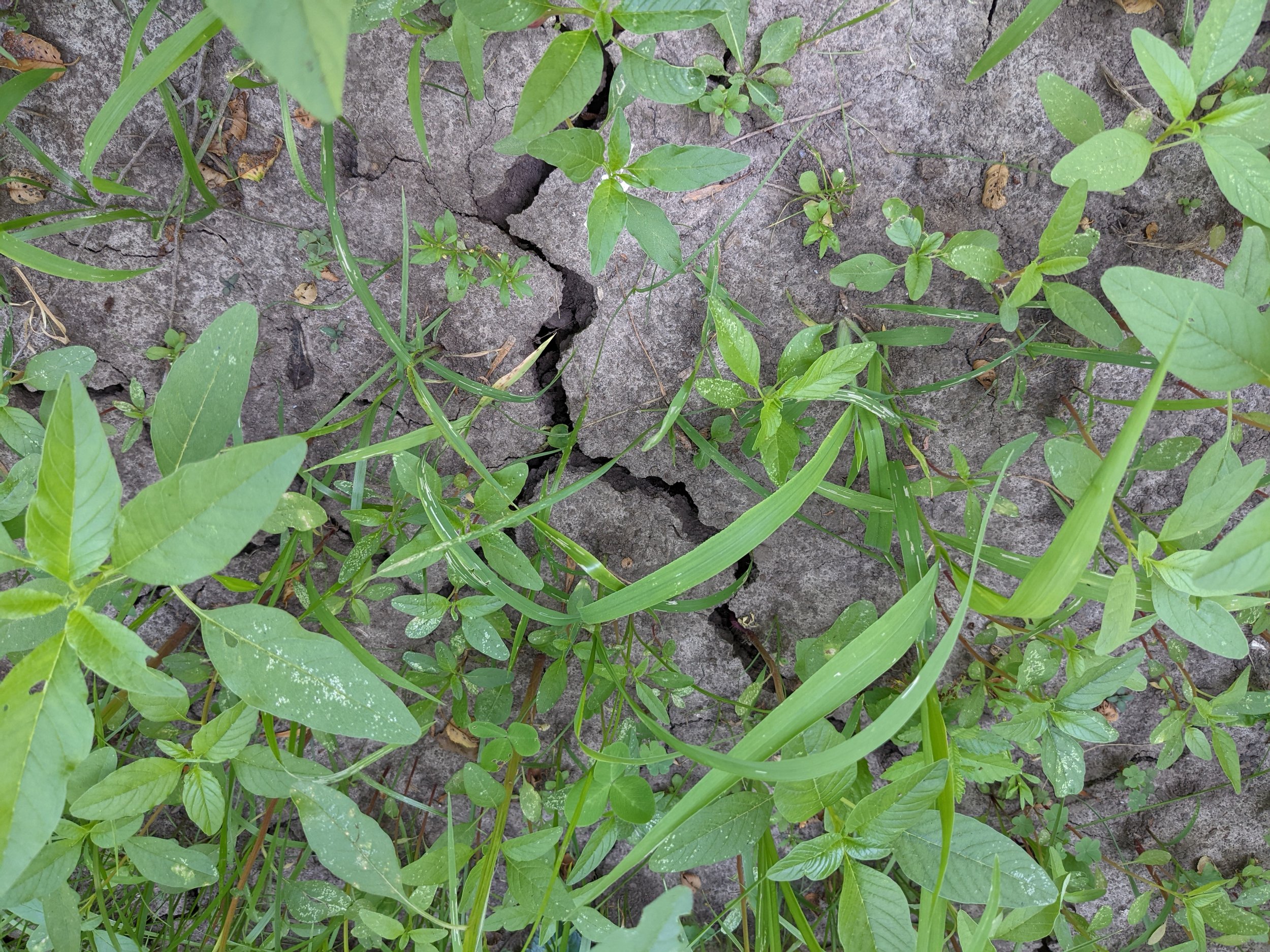 Large cracks in the yard indicate the soil is too dry.