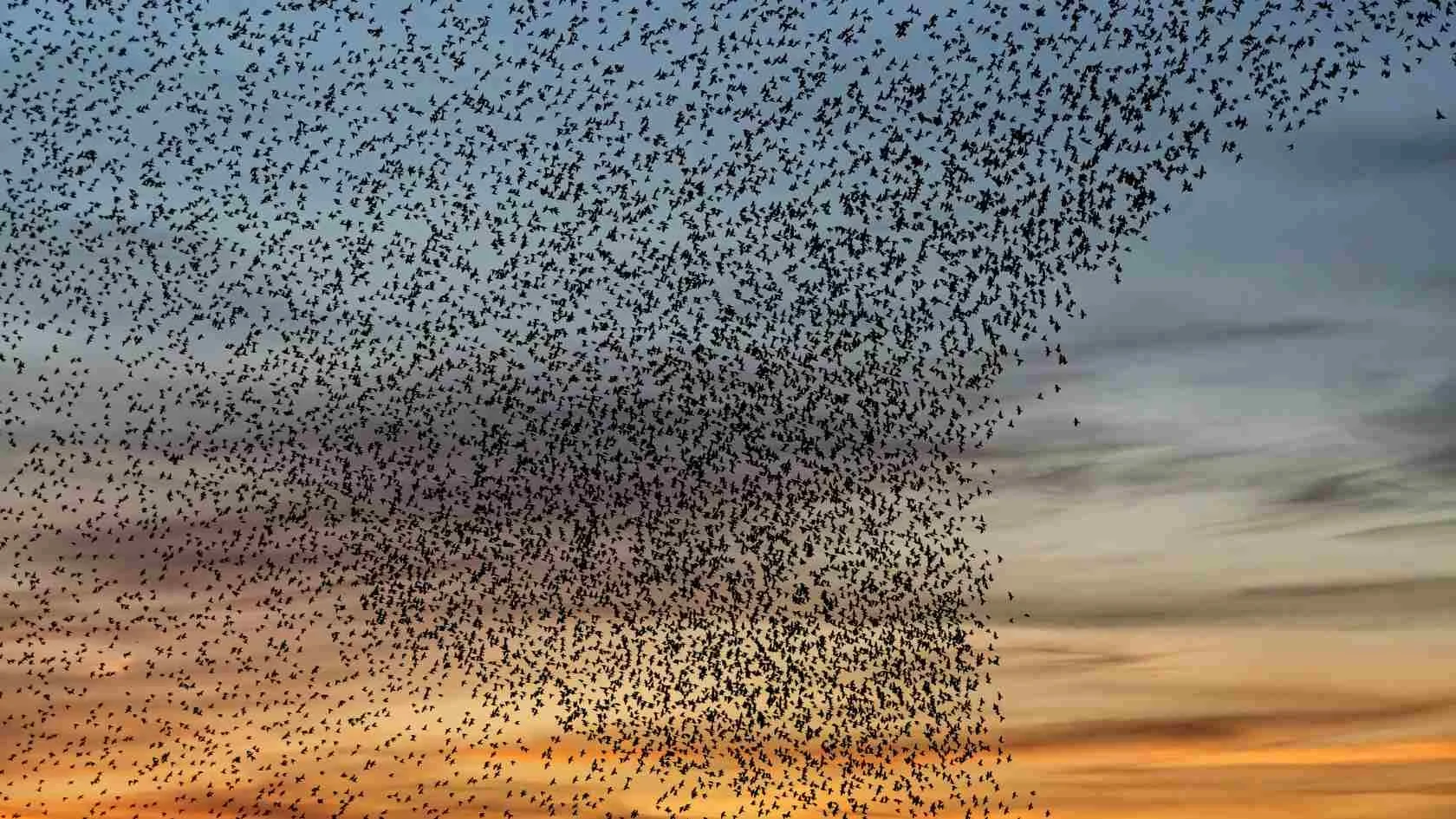The Starling Effect