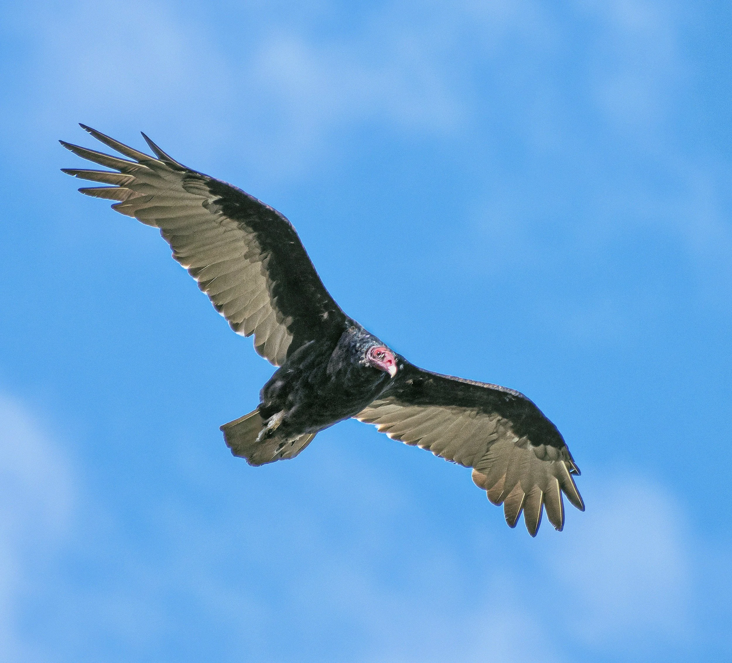 Vulture Appreciation Day