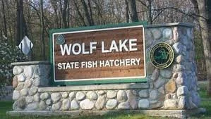 Silver Foxes: Visit to Wolf Lake Fish Hatchery