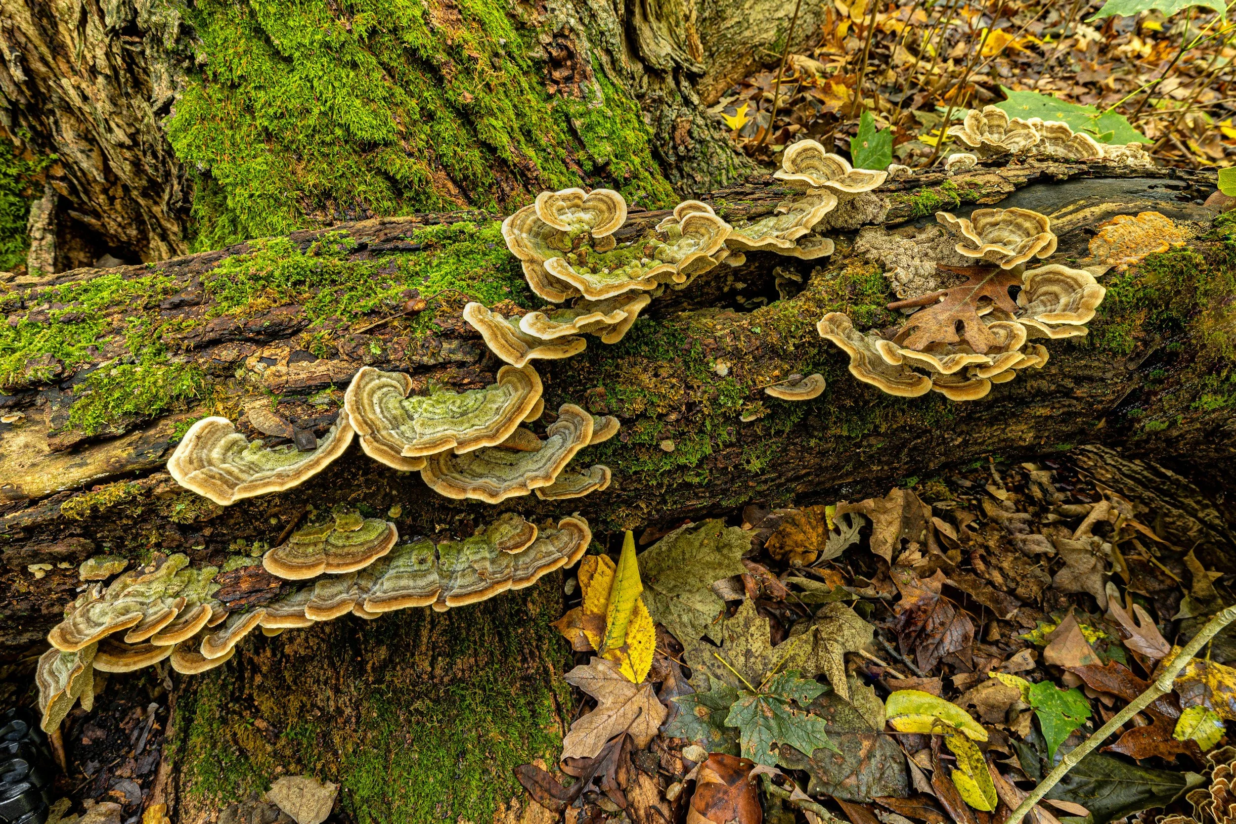Fall Mushrooms of Berrien County
