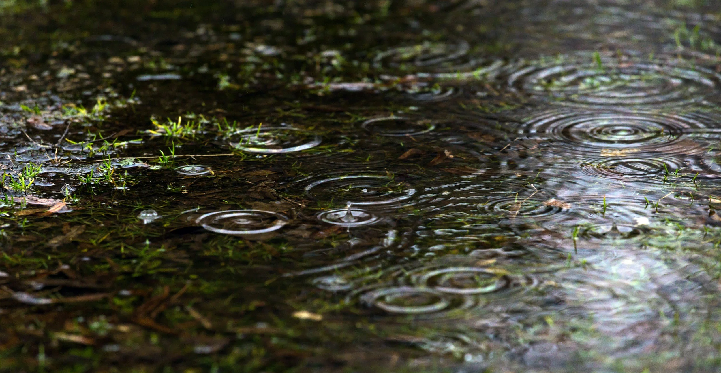 Silver Foxes: Wild Water's Journey