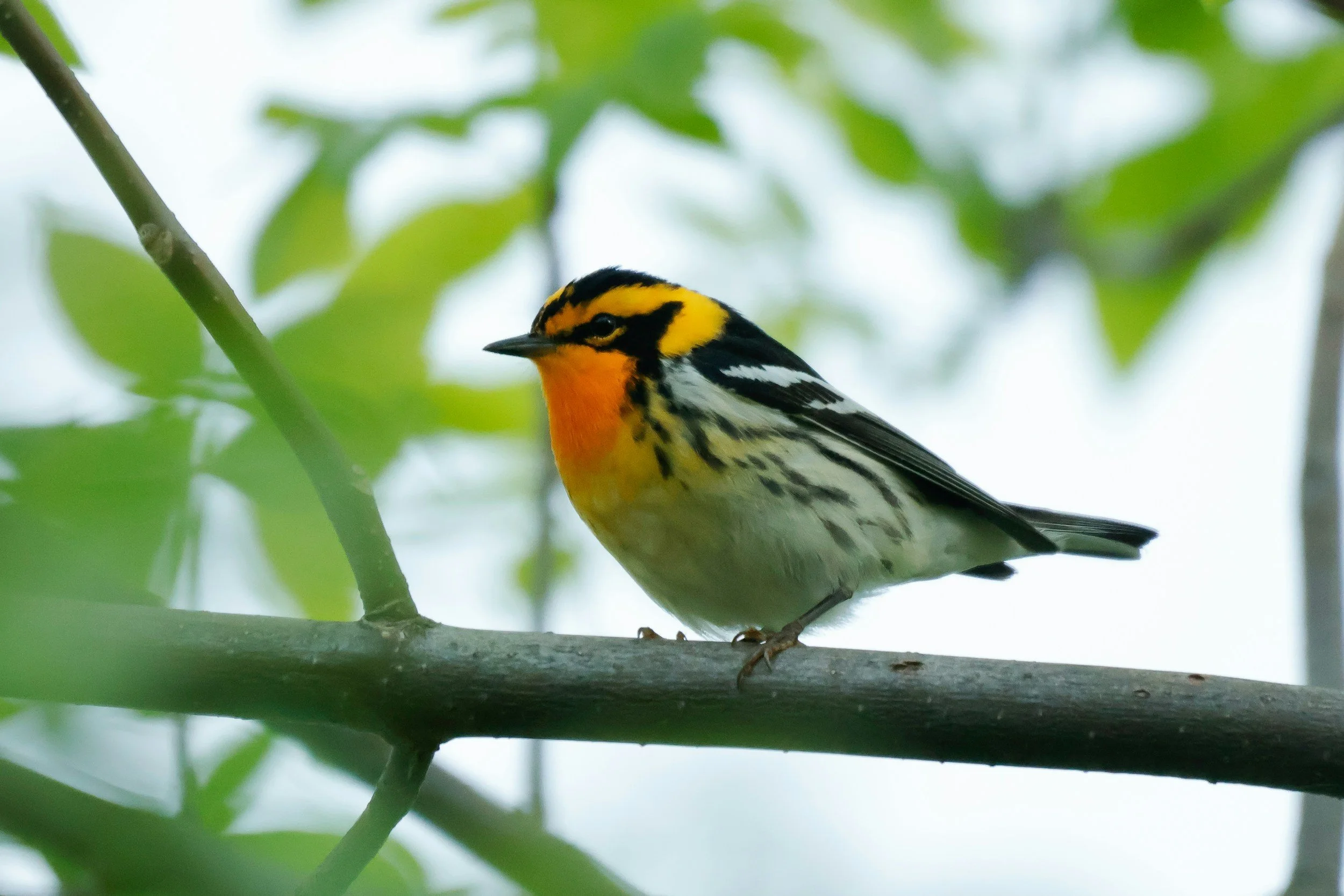 Sarett's Birding Bunch