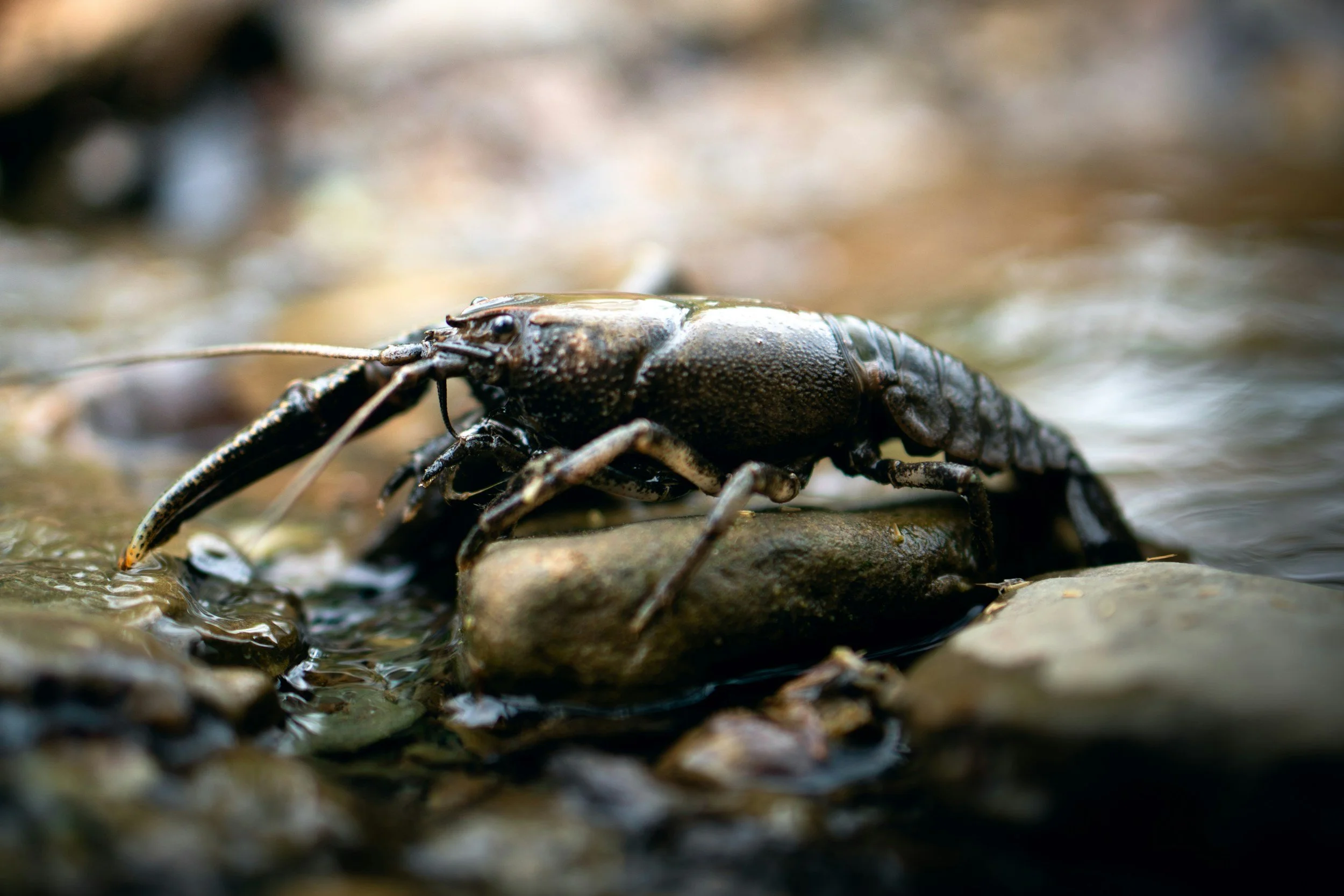 Silver Foxes: Crayfish - Native vs. Invasive 