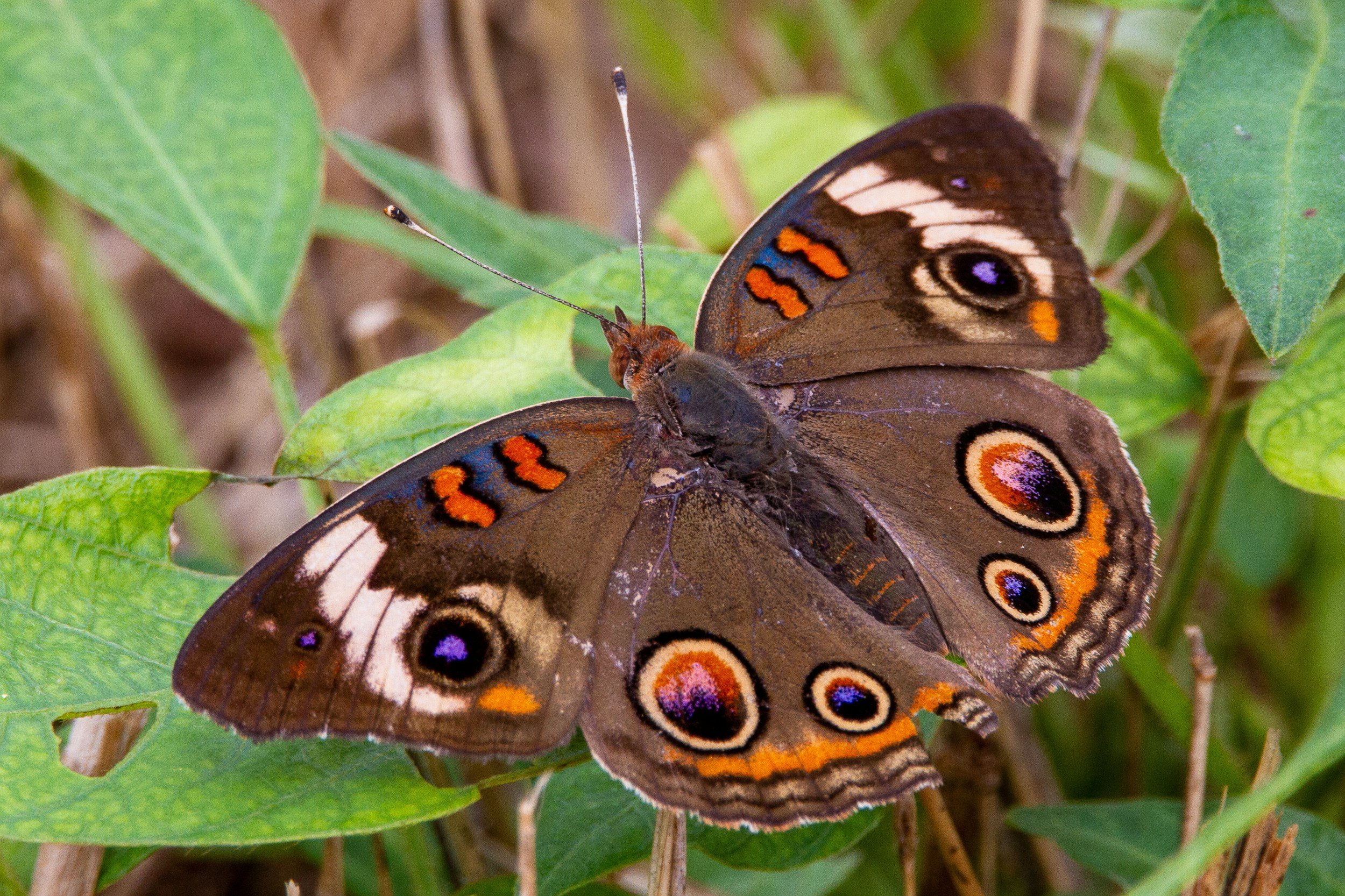 Butterfly House Volunteer Orientation 