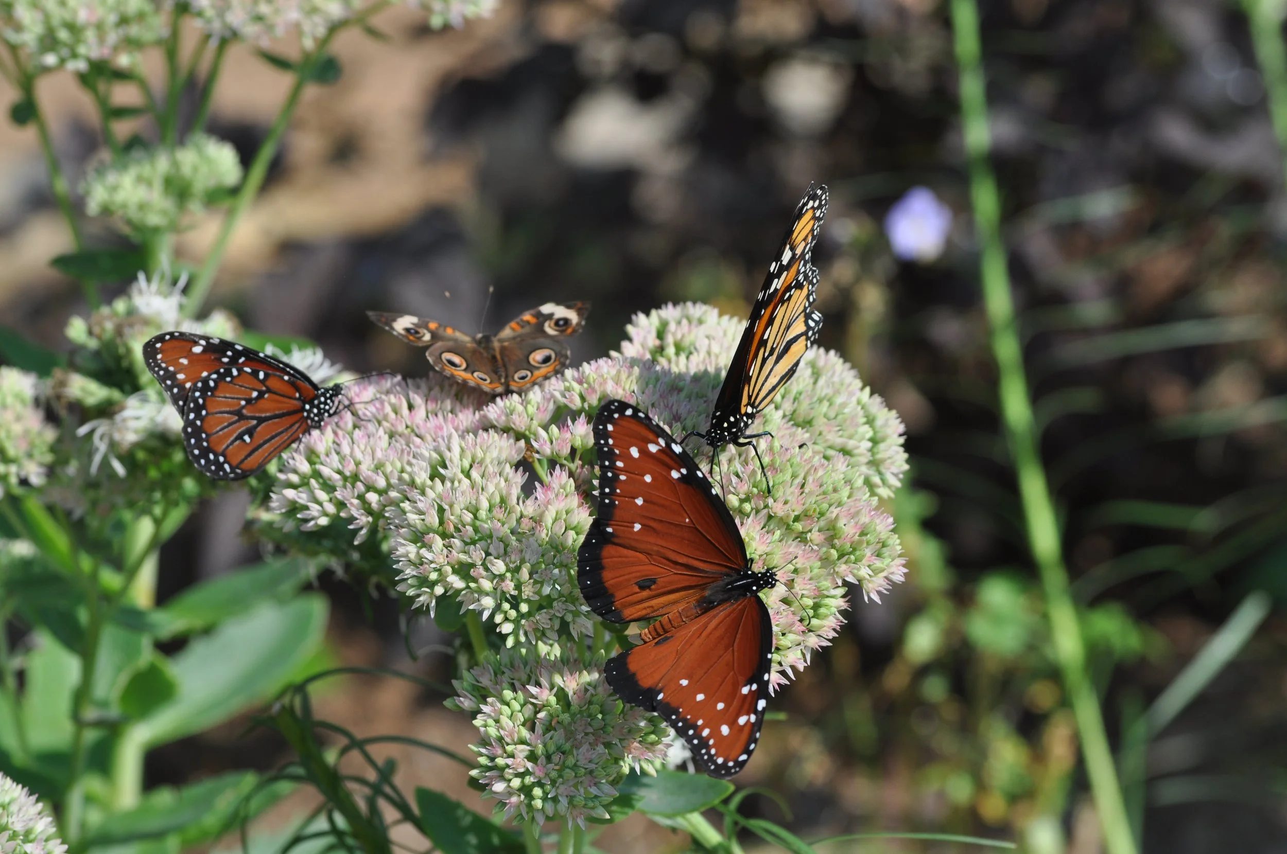 Butterfly House Opens for the Season