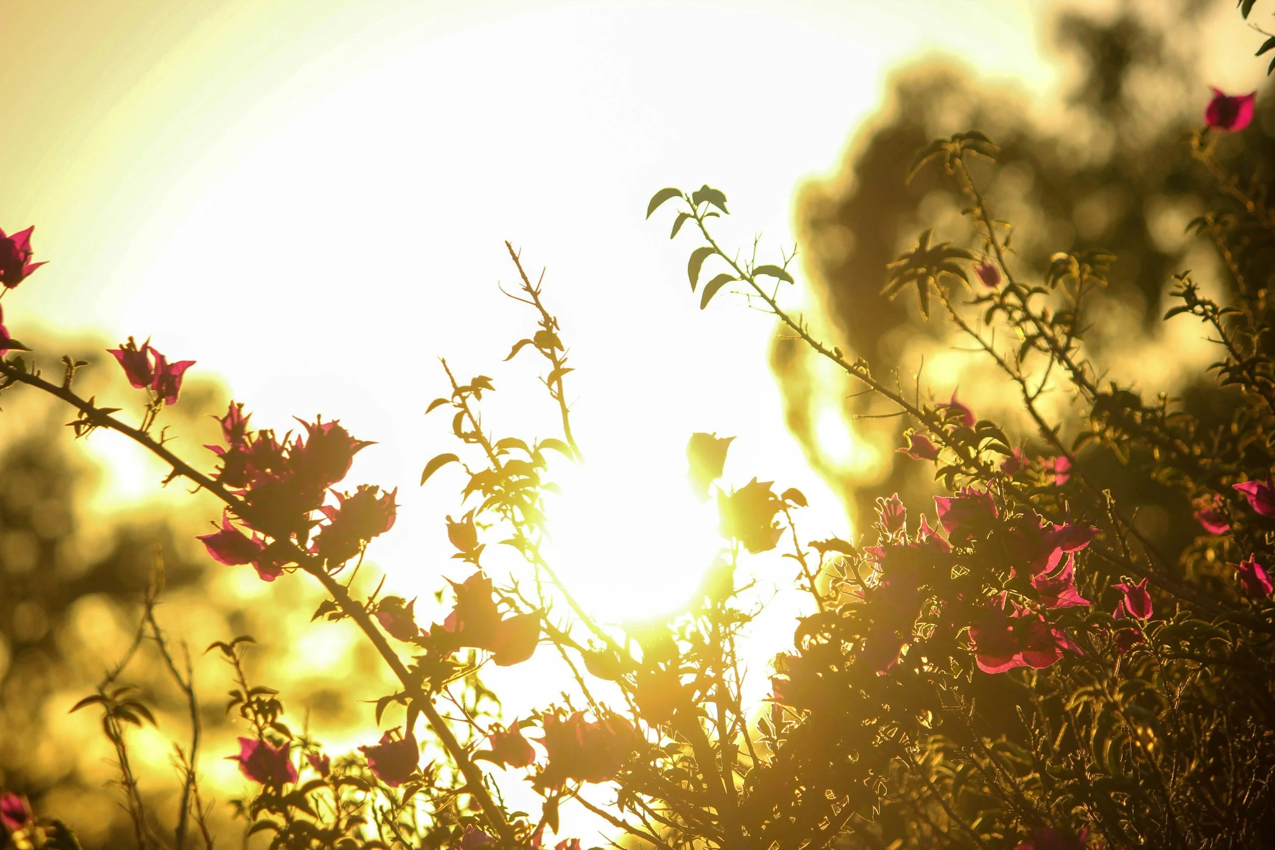 Sarett Legacies Event: Summer Solstice 