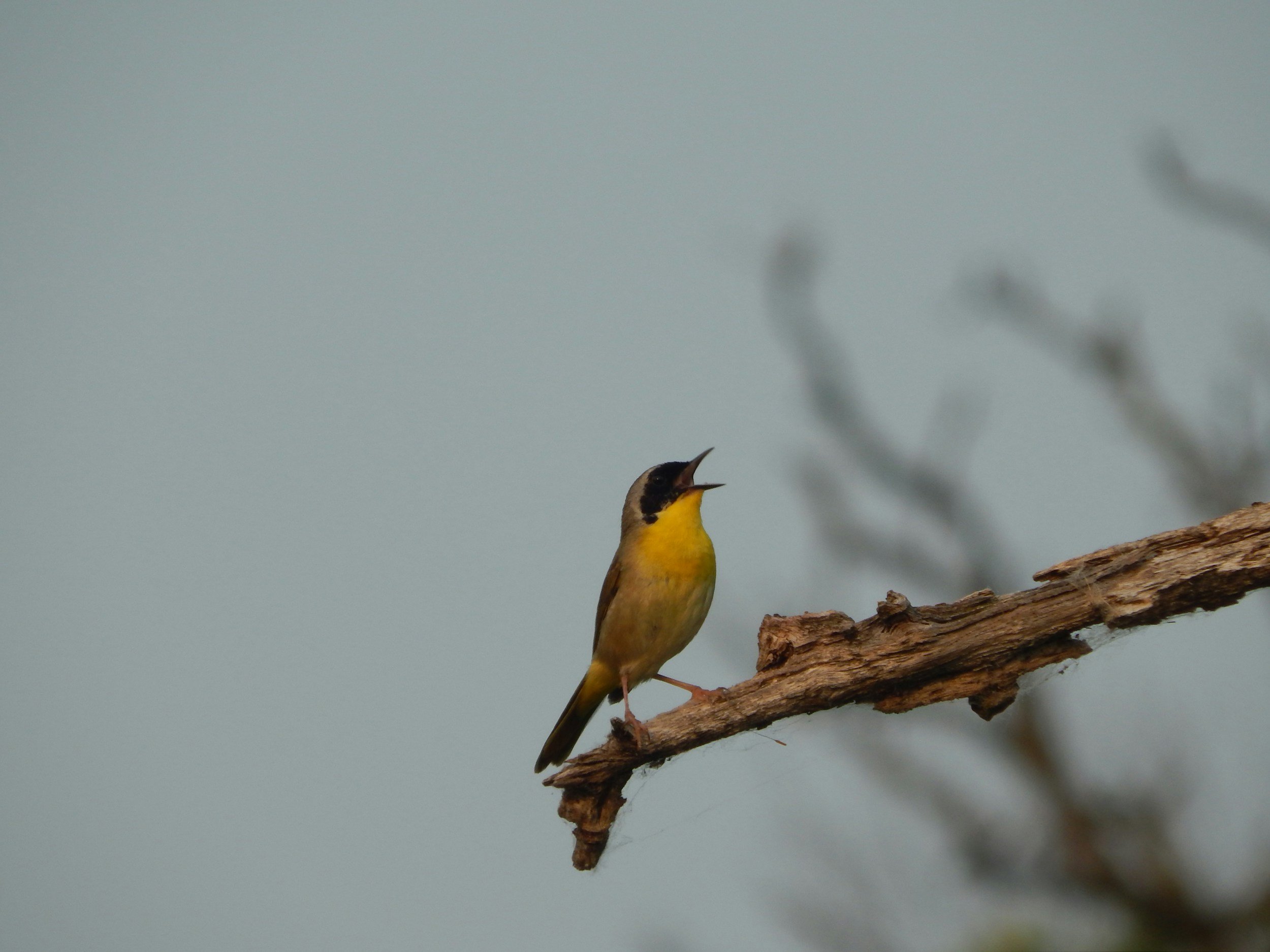 Silver Foxes: Breeding Bird Survey 