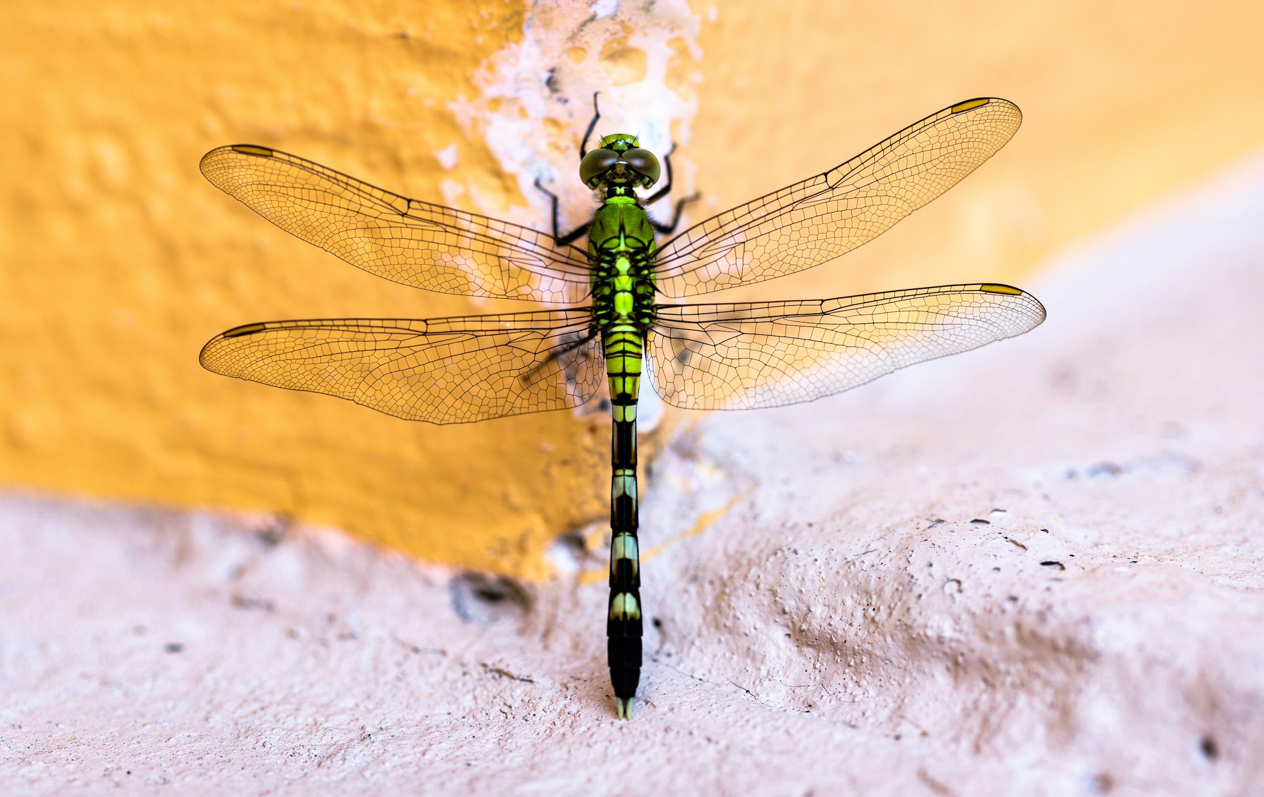 Silver Foxes: Dragonflies