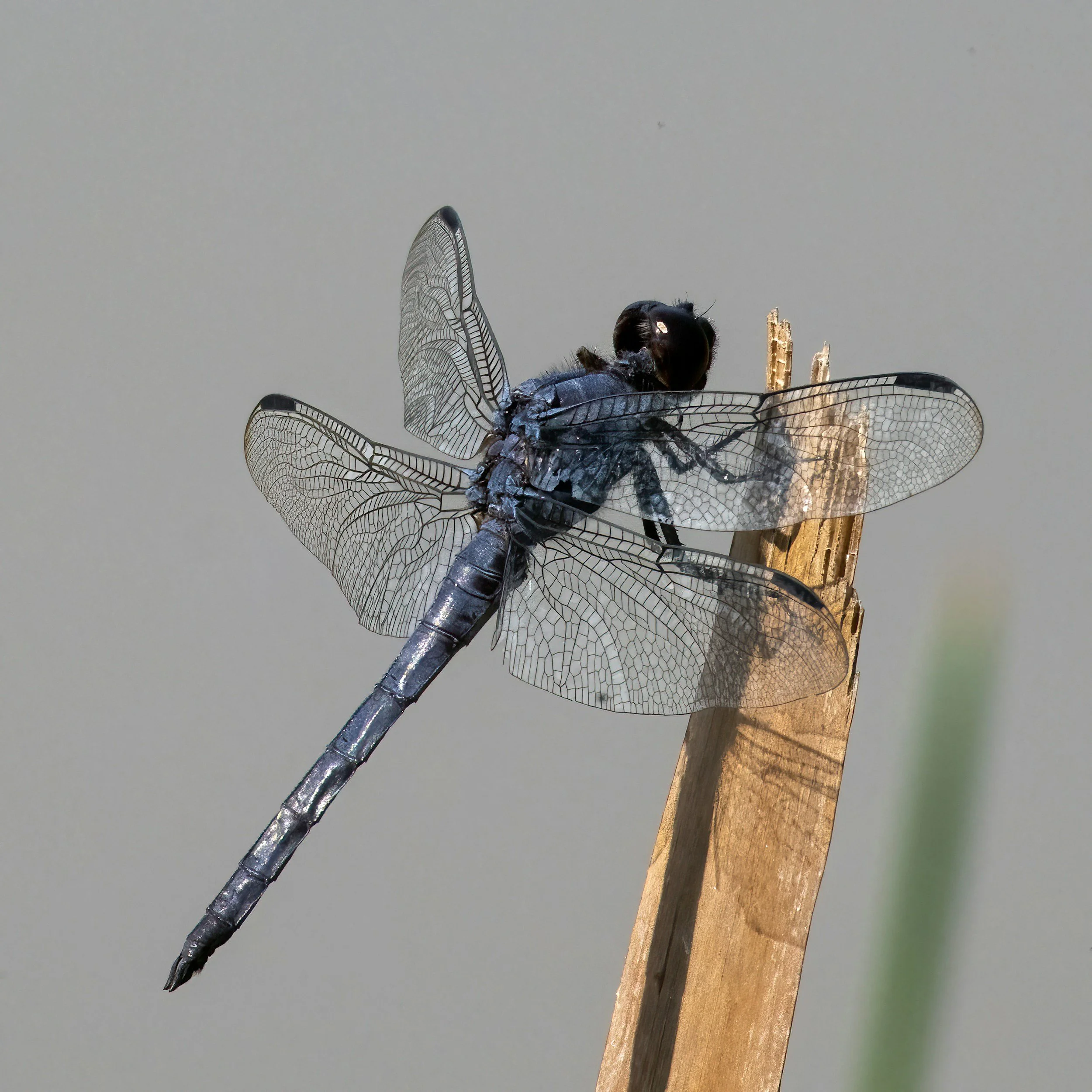 Winged Jewels: The World of Dragonflies