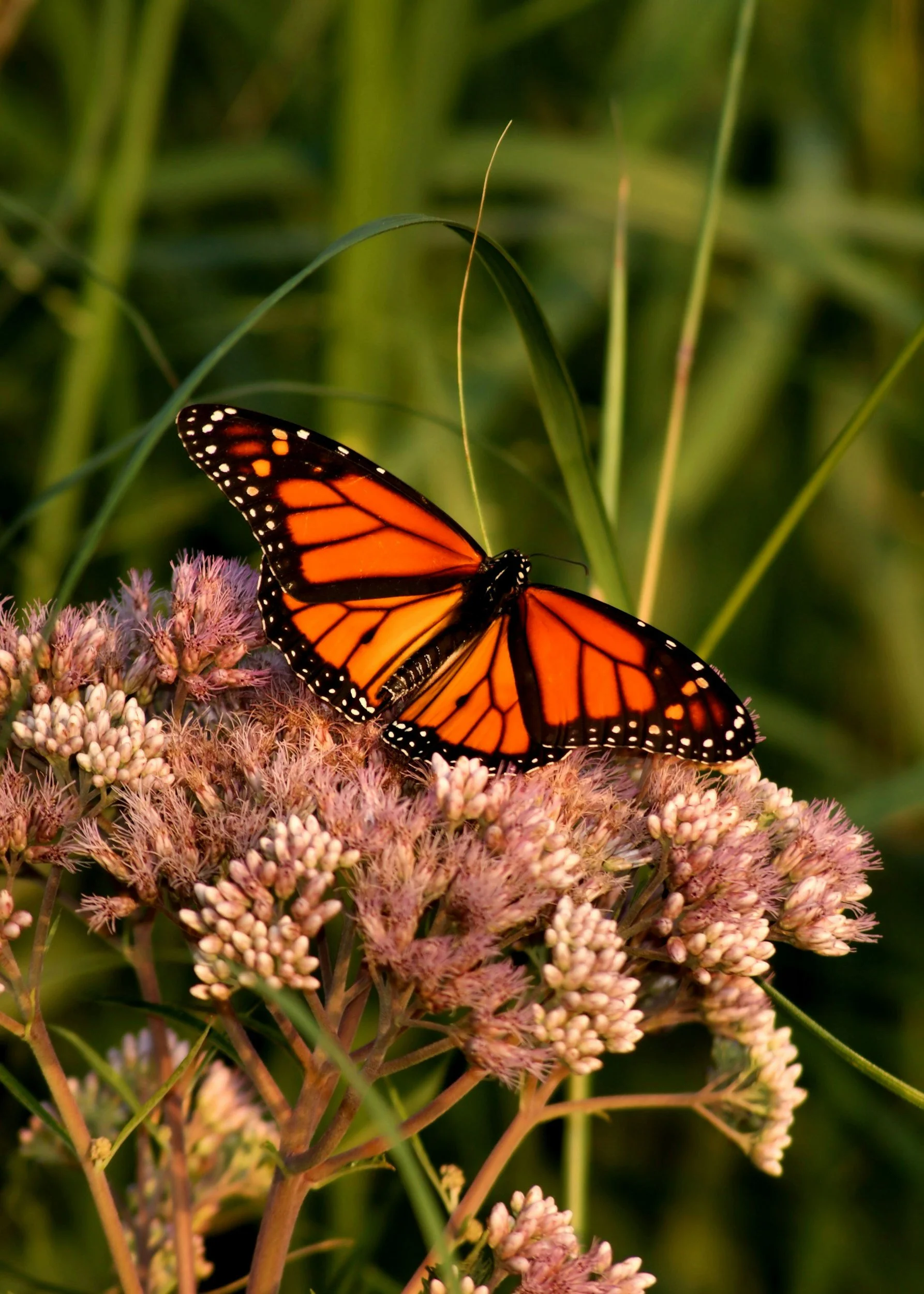 Monarch Festival at Love Creek Nature Center