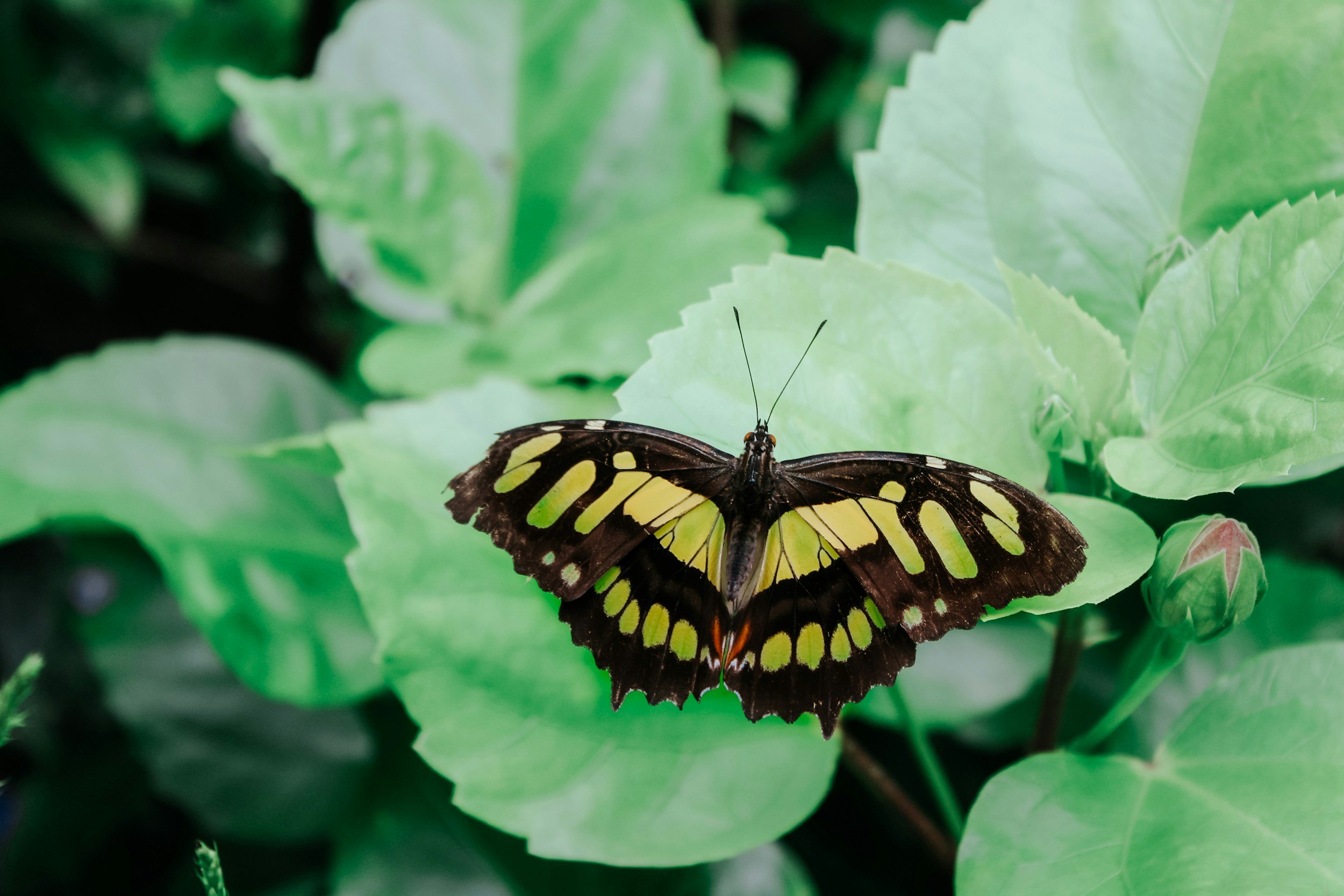 Music & Butterflies